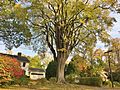 "Grayson Elm" - American Elm Tree in Amherst, MA (October 2020)