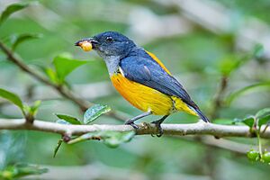 0A2A5774 Orange-bellied Flowerpecker.jpg