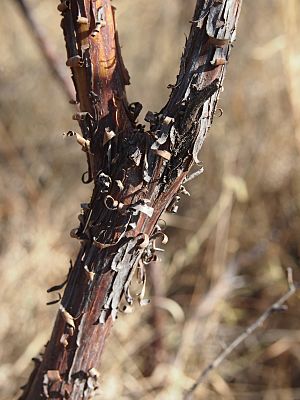 Acacia lysiphloia bark