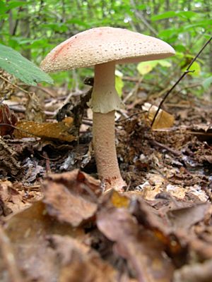 Amanita rubescens.JPG