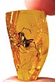 Ant preserved in amber