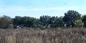 Anahuac National Wildlife Refuge (5A) Chambers Co. TX; 1 Dec 2018