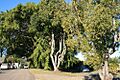 Anzac Avenue Memorial Trees (2007)