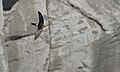 Apus pacificus -Japan -flying-8 (2)