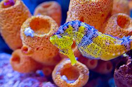 Birch Aquarium17