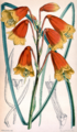 Blandfordia grandiflora CBM