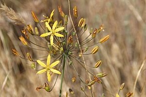 Bloomeria crocea (golden-stars)