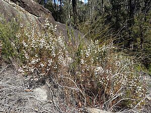 Boronia anethifolia habit