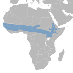 Bucorvus abyssinicus distribution map.png