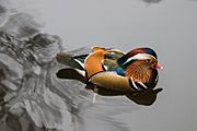 Buiobuione-mandarin-duck-warsaw
