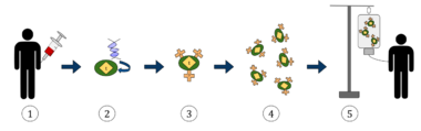 CAR T-cell Therapy.svg