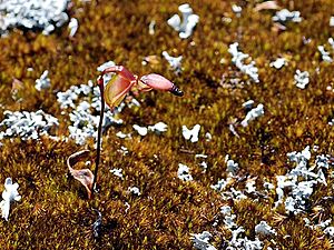 Caleana granitica - Duck orchid (3006944987).jpg