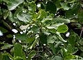 Careya arborea (Wild guava) leaves in Narsapur forest, AP W IMG 0150