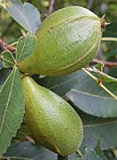 Carya glabra immature fruit