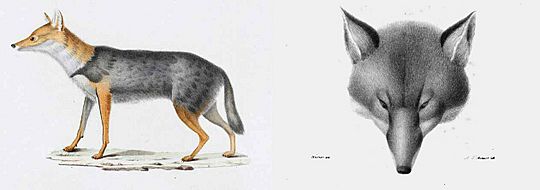 Chacal de Morée. Canis aureuc. var moreotica. Paris et Strasbourg, F.G. Levrault 1832-6 (Bory - Pretre)