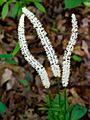 Chamaelirium luteum