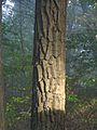 Chestnut oak bark, formerly used in tanning