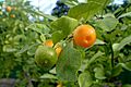 Citrus × microcarpa kz1