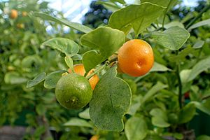 Citrus × microcarpa kz1.jpg