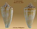 Conus mucronatus 2