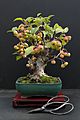 Crabapple bonsai - late summer photo