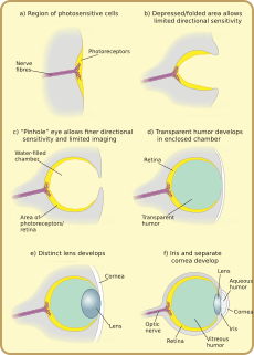 Diagram of eye evolution