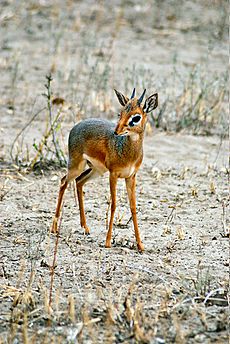 Dik dik Facts for Kids