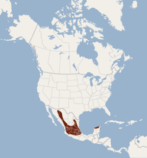 Distribution of Corynorhinus mexicanus.png