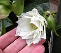Double white hellebore hybrid 'Betty Ranicar'