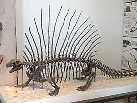 Edaphosaurus boanerges - AMNH - DSC06319.JPG