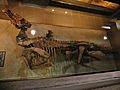Edmontosaurus mummy 6756