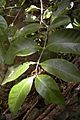 Elaeodendron melanocarpum foliage