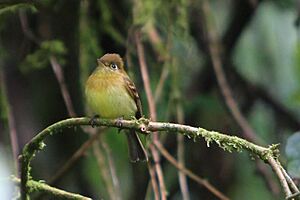 Empidonax flavescens -Costa Rica-8a.jpg