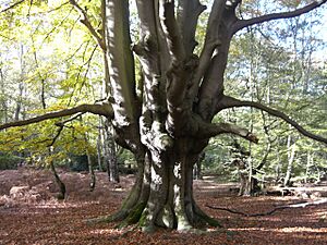 Epping Forest pollard