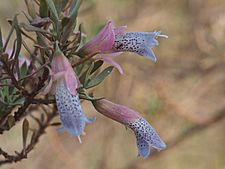 Eremophila platycalyx pardalota (leaves and flowers)