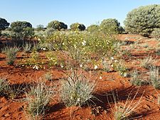 Eremophila spuria (habit)