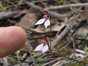 Eriochilus cucullatus (scaled)