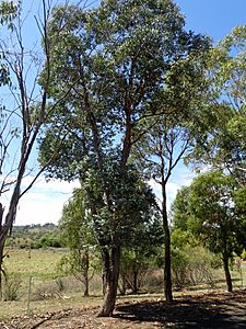 Eucalyptus crenulata habit