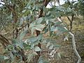 Eucalyptus dives leaf1