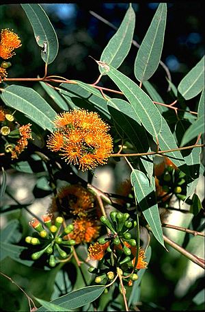 Eucalyptus phoenicea buds