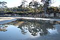 Exploring low tide in morning light at Daniel's Bay, Lunawanna (33783433361)