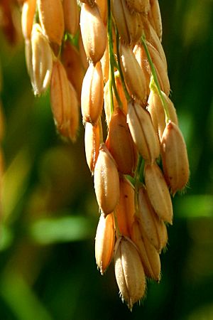 FDA's Rice Tour- Looking for Insights on Arsenic (0826) (9687556338)