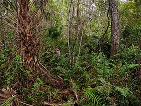 Undergrowth in the Fakahatchee Strand State Preserve