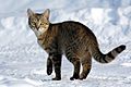 Felis catus-cat on snow