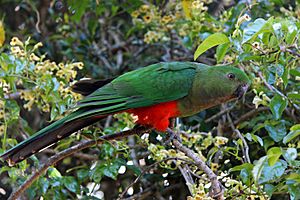 Female King Parrot.jpg