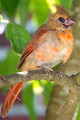Fledgling Northern Male Cardinal - Manhasset, NY
