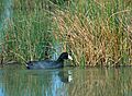 Fulica alai