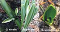 Galanthus vernation types