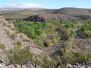 Gila Box, Gila River x Bonita Creek 1