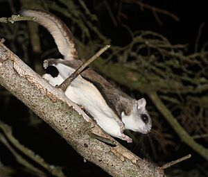 Flying squirrel Facts for Kids